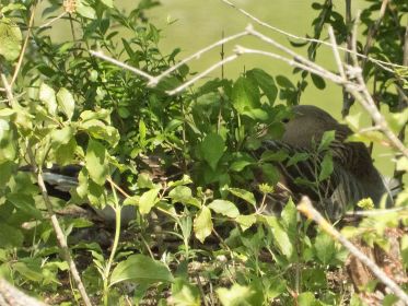 Graugans auf dem Nest seit etwa 23. April 2020