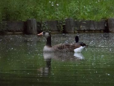 Gänsehybrid im Fischteich