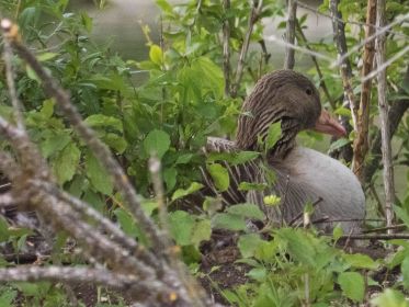 Graugans auf dem Nest seit etwa 23. April 2020
