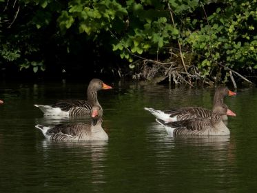 Graugänse im Stausee