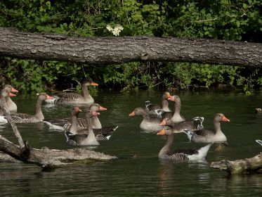 Graugänse auf der Hut vor dem Schwan