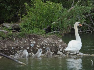 Frau Schwan macht Rast bei Insel