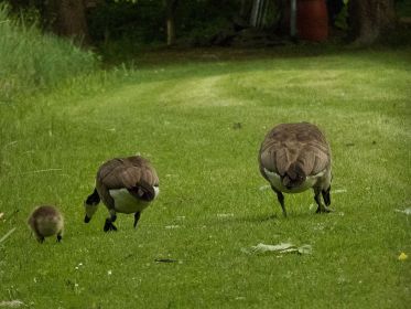 Fischteichwiese. Hier die Familie mit dem einen Gössel