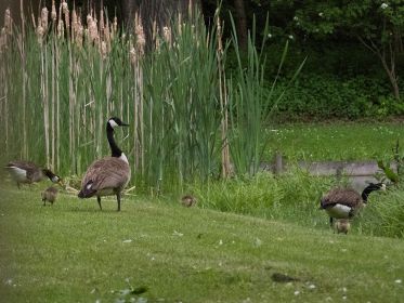 Gans links Hybride. Rechts fünfköpfige Kanadagans-Familie