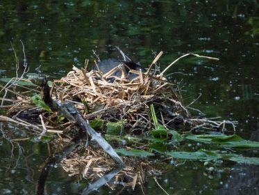 Versunken im Nest: Ein Blesshuhn