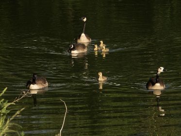 Zwei Kanadagans-Familien: Einmal drei und einmal ein Gössel