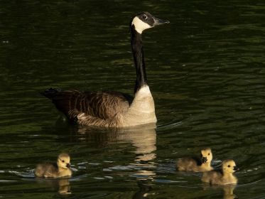 Kanadagans mit drei Gösseln