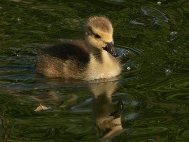 Das einzige Gössel zweier Kanadagänse