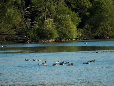 Herr Schwan ist gerade abwesend, Graugänse haben heute freie Fahrt