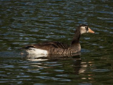 Graugans-Kanadagans-Mischling