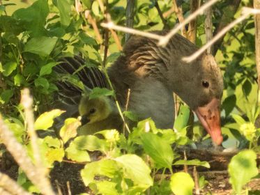 Ein Gänschen im Nest
