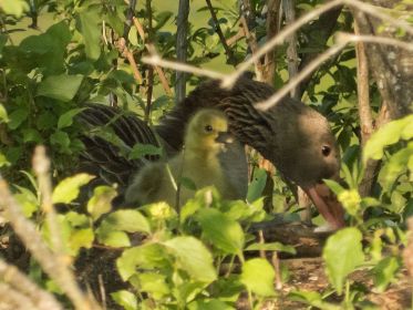 Neugieriges Gänseküken