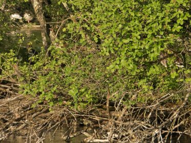 Gans links im Nest, Gans rechts im Bild der Ganter