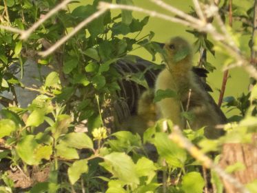 Zwei Gössel sind zu sehen am Graugans-Nest