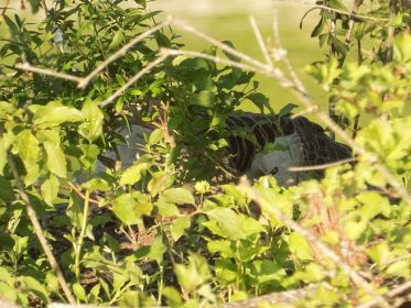 Gänsemutter hudert Gössel