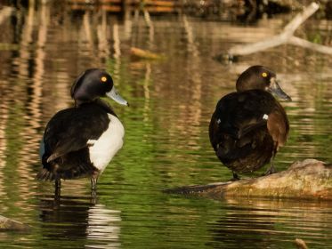 Augenscheinlich ein Reiherentenpaar