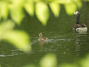 Nach wie vor ein Gössel wird geführt von der am Kopf weißgefleckten Kanadagansmutter
