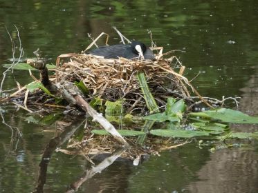 Blesshuhn-Nest in einem ruhigen Seitenarm des Stausees