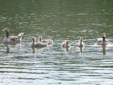 Sechsköpfige Graugansfamilie