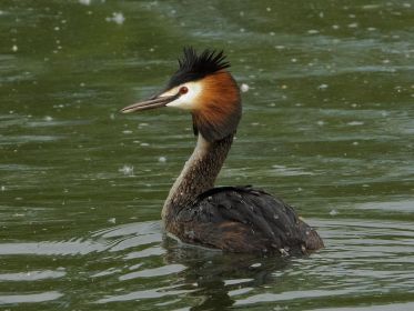 Immer nur ein einziger Haubentaucher ist sichtbar