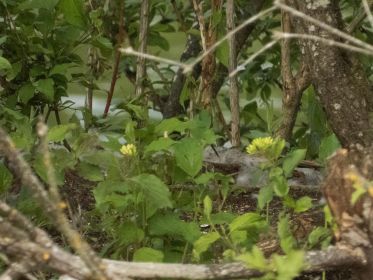 Das letzte Graugansnest ist nun verlassen. Geschlüpft waren Gössel um den 26. Mai 2020