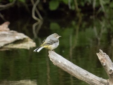 Junge Bachstelze auf Ast