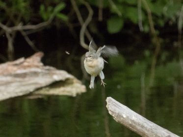 Junge Bachstelze auf Insektenjagd