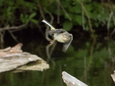 Junge Bachstelze auf Insektenjagd
