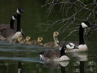 Weißgefleckte Gänsemutter führt das größte Gössel. Dahinter die zweite Kanadagans-Familie mit drei Gösseln