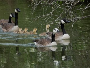 Weißgefleckte Gänsemutter führt das größte Gössel. Dahinter die zweite Kanadagans-Familie mit drei Gösseln