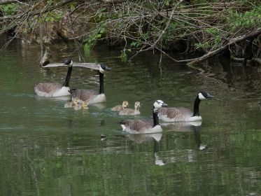 Zwei Paare, vier Gössel