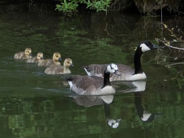 Kanadaganspaar mit Gössel und drei weiteren Gösseln des anderen Paares