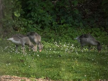 Im Fischteichgelände Familie mit drei Graugans-Jungen
