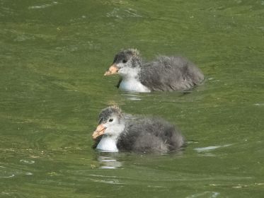 Zwei Blesshuhn-Junge