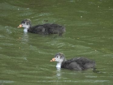 Zwei Blesshuhn-Junge