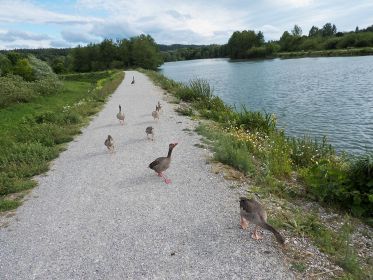 Zwei Graugansfamilien auf Dammweg