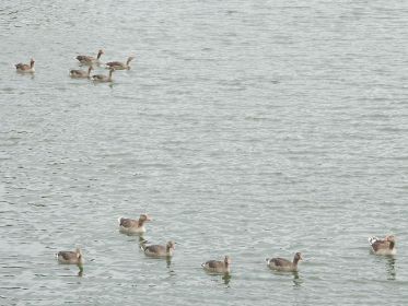 Zwei Graugans-Familien