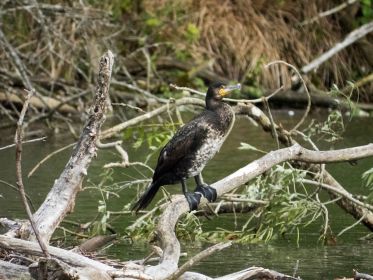 In letzter Zeit immer nur ein einziger Kormoran am Stausee