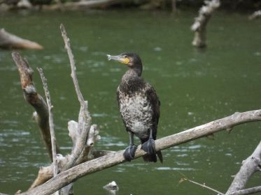 In letzter Zeit immer nur ein einziger Kormoran am Stausee