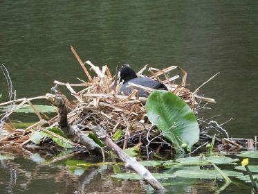 Blesshuhn-Nest in einem ruhigen Seitenarm des Stausees