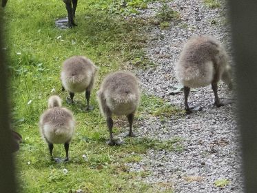 Zwei Kanadagans-Familien im Fischteichgelände: Gössel auf einem Fleck