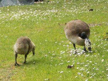 Das schon etwas größere Gössel
