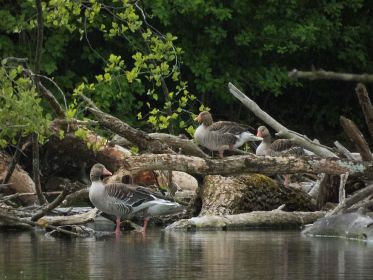 Graugänse verweilen im Amperstausee