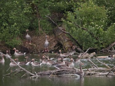 Graugänse fliehen vor Schwan