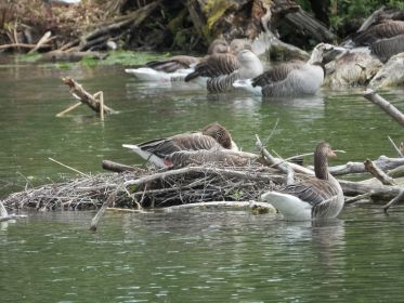 Graugans ruht auf ausgedientem Blesshuhn-Nest