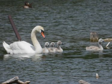Zwei Jungschwäne weniger: Nur noch vier Exemplare