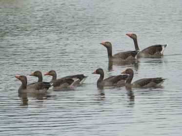 Familie mit wohl vier Junggänsen