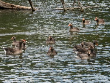 Grauganspaar mit neun Junggänsen