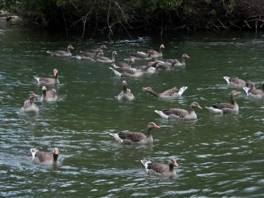 Hinten Graugansfamilie mit neun Jungtieren