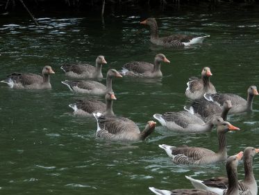 Graugansfamilie mit neun Jungtieren